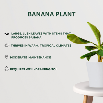 Combo of sacred pooja plants